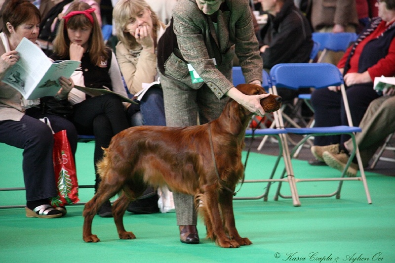 Crufts2011 069.jpg